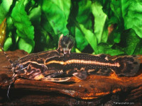 Снимка на Acanthodoras cataphractus (Linnaeus, 1758)